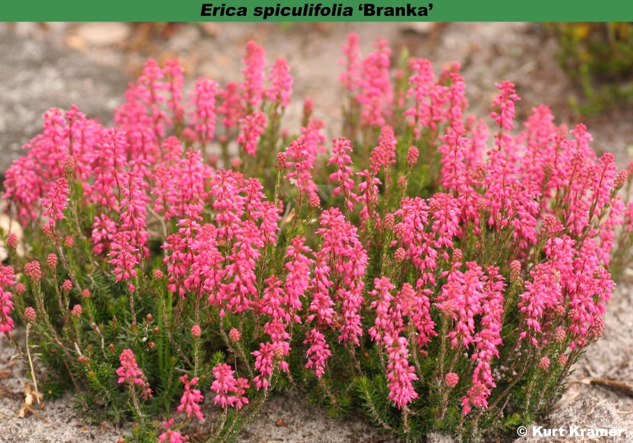 Erica tetralix где растет