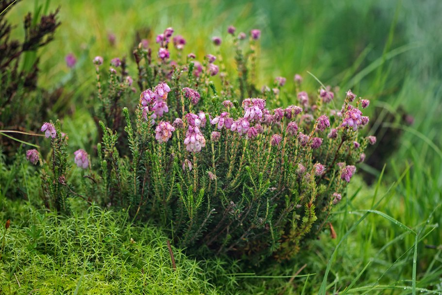 Эрика четырехмерная Erica tetralix