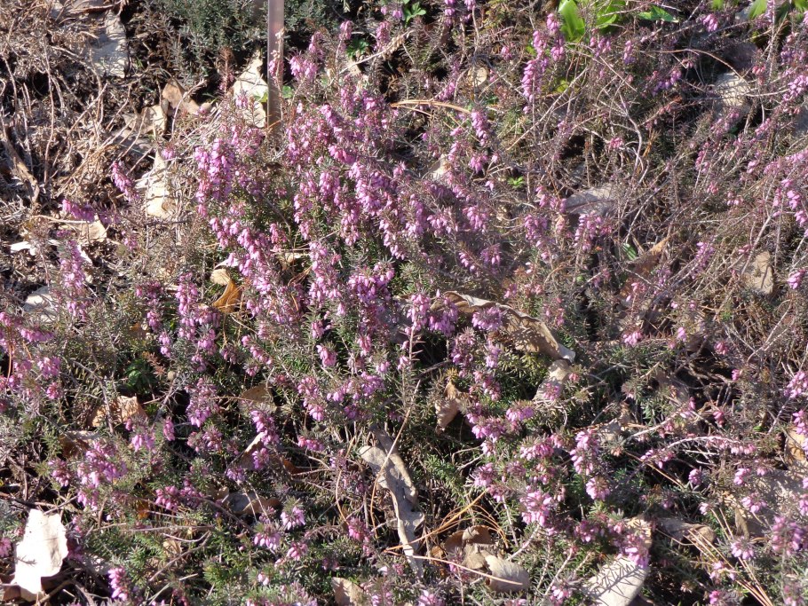 Эрика четырехмерная Erica tetralix