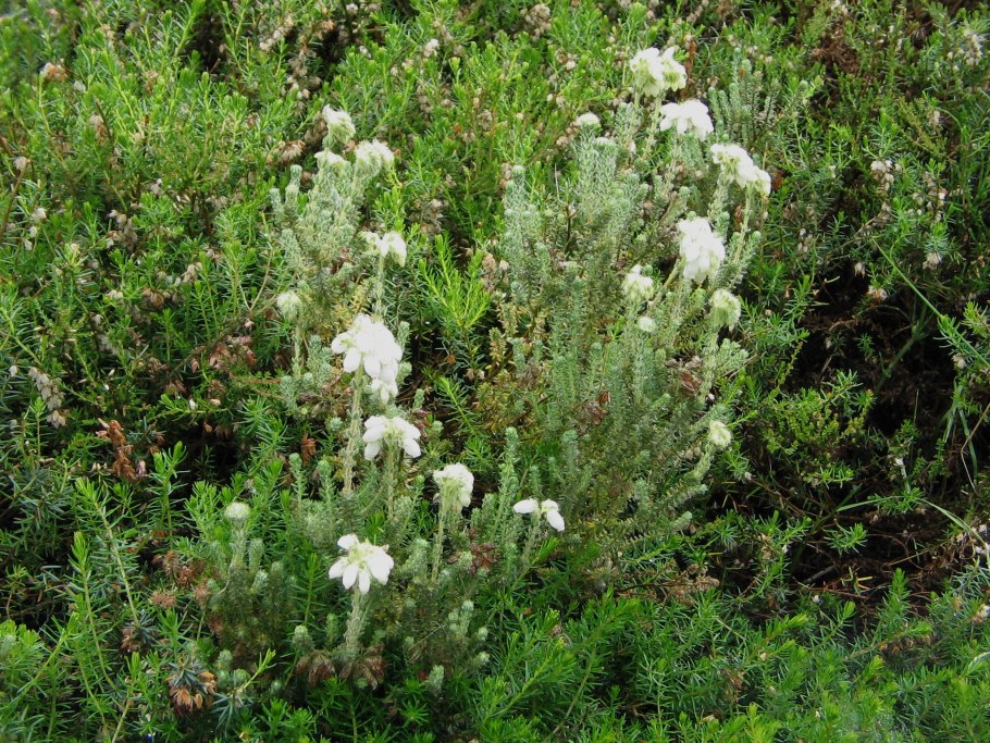 Erica Australis