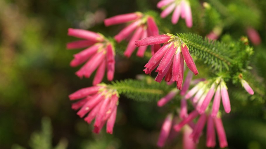 Erica l растение