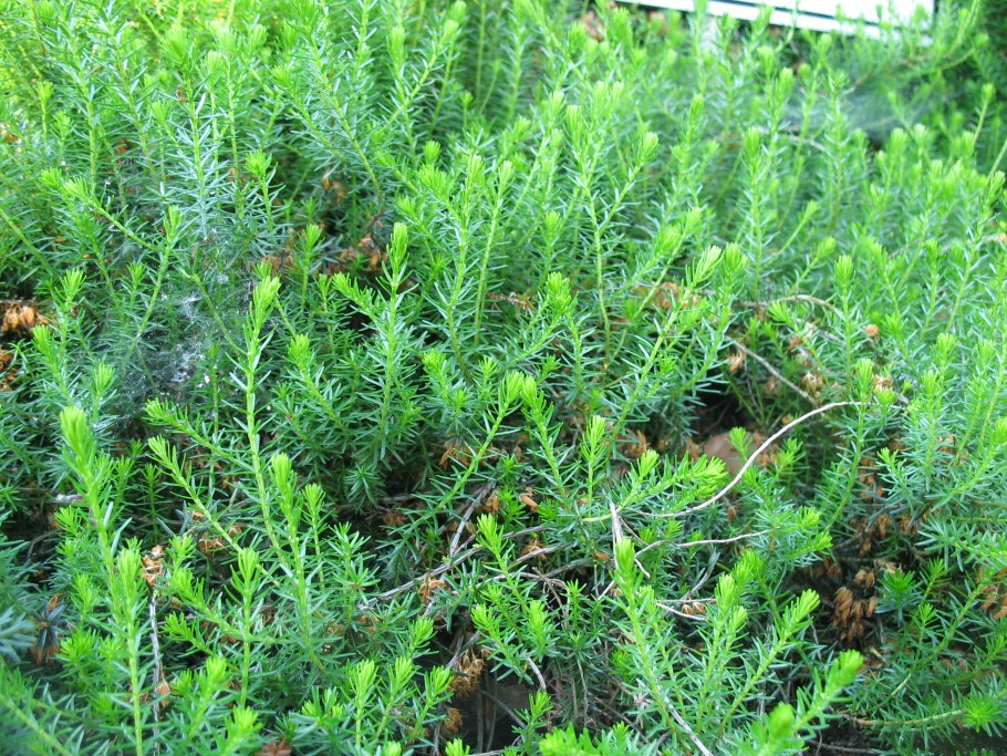 Эрика вентрикоза