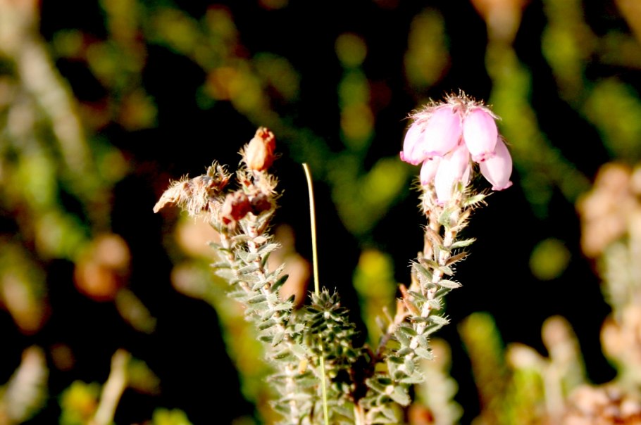 Эрика крестолистная