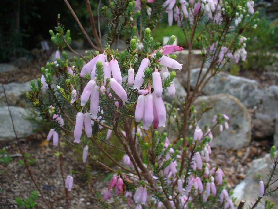 Вереск Изабель