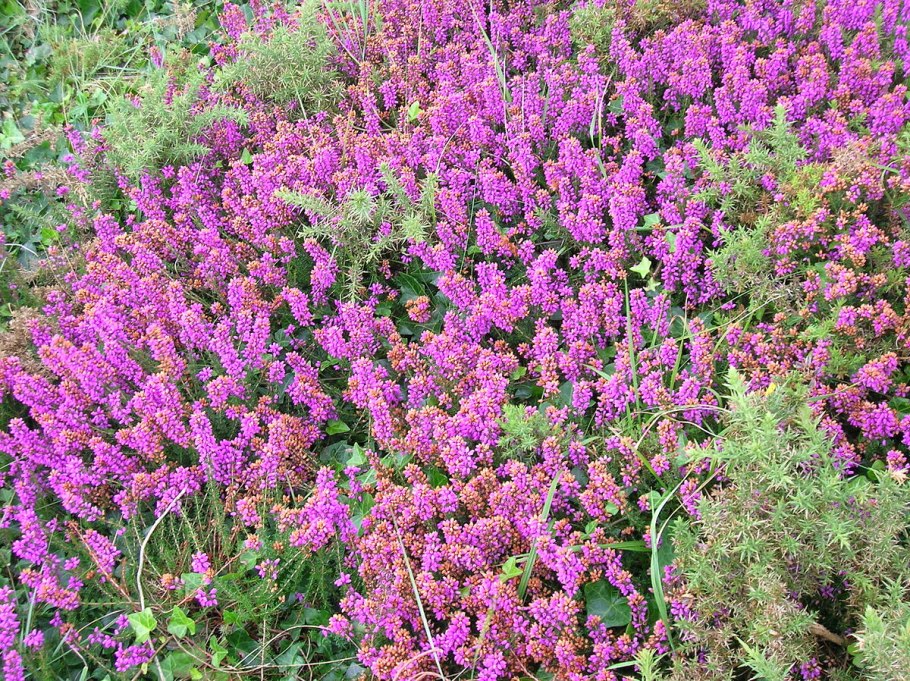 Borreri verticillata