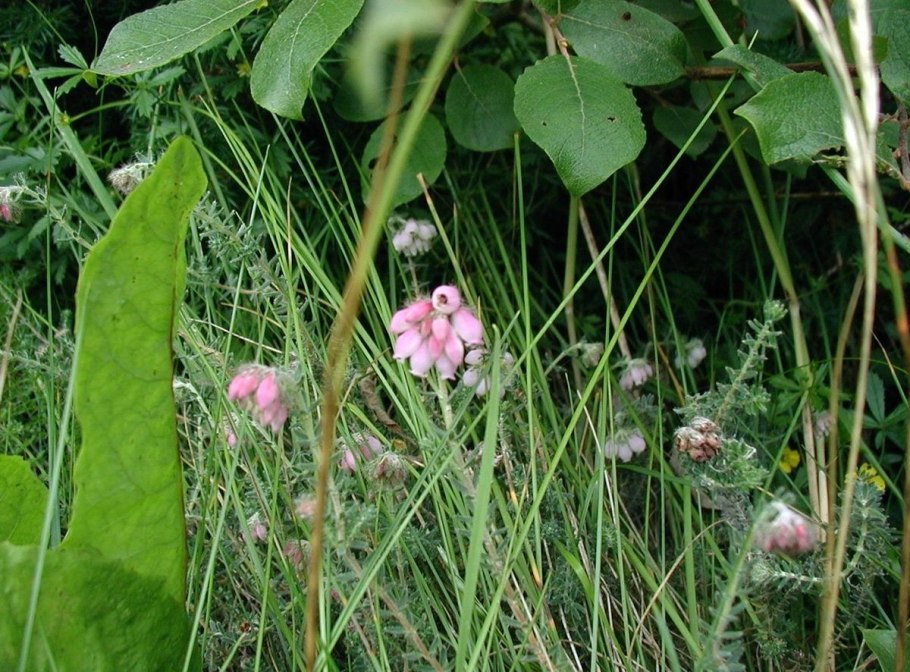 Ericaceae Ericeae Erica