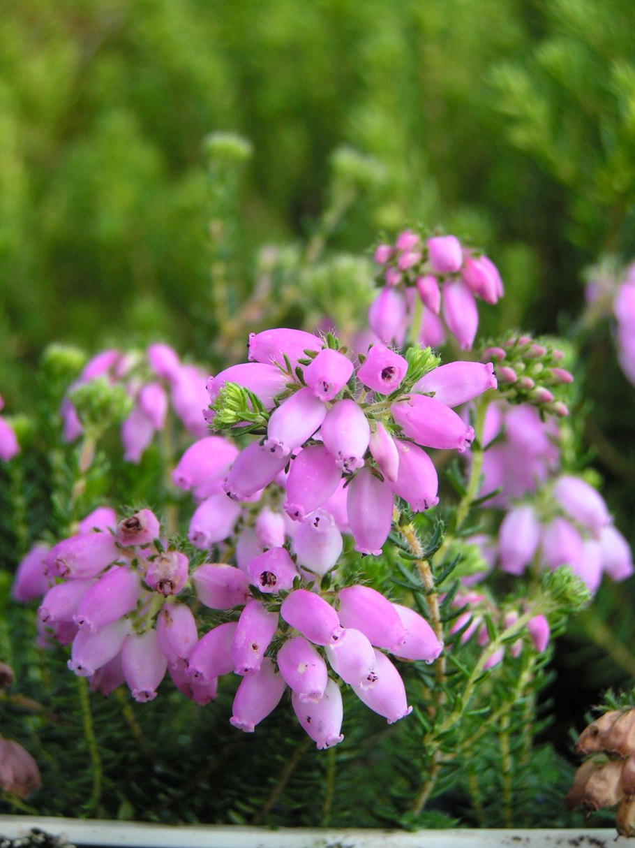 Эрика четырехмерная Erica tetralix