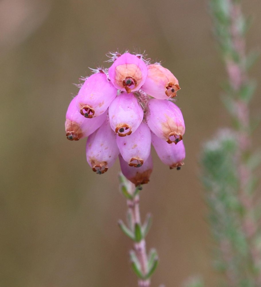 Erica tetralix