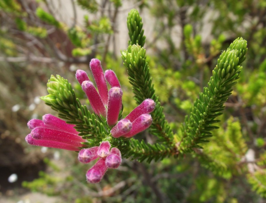 Вереск Эрика розовый