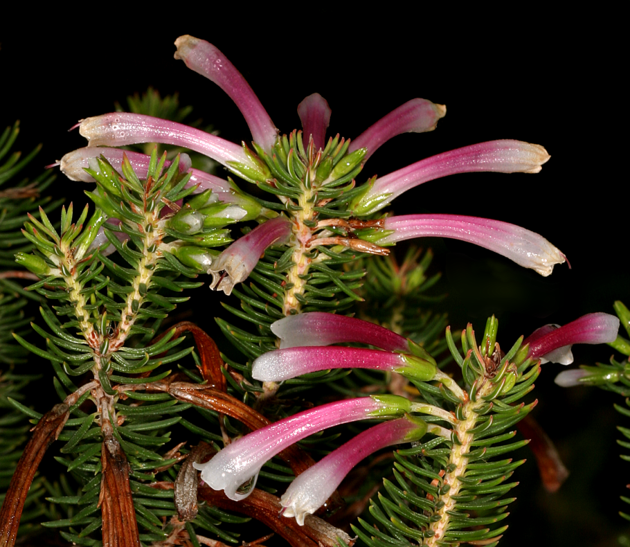 Erica thomae