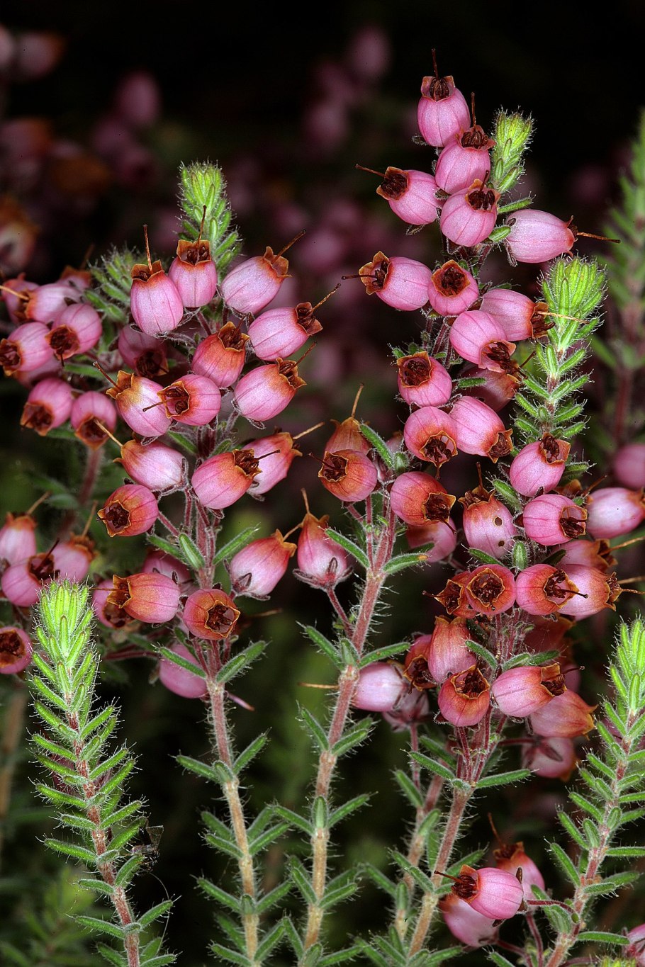 Эрика плукенетии