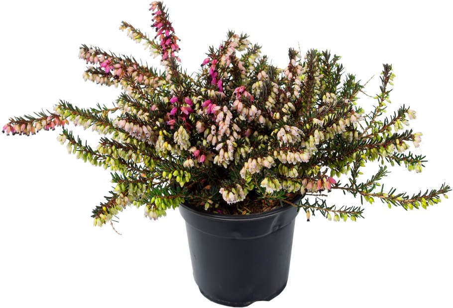 Эрика ред Вереск