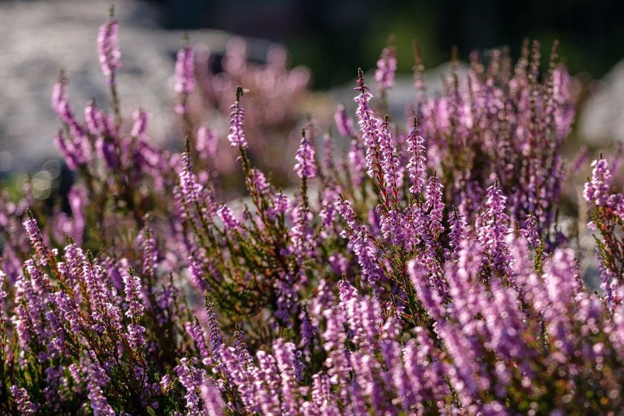 Calluna vulgaris Besenheide