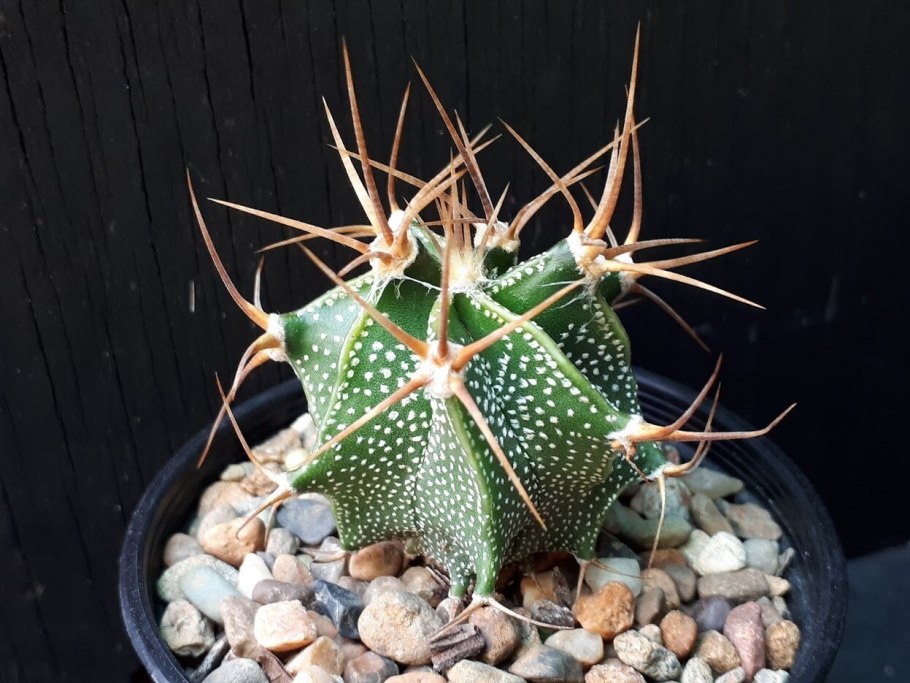 Астрофитум орнатум цветёт