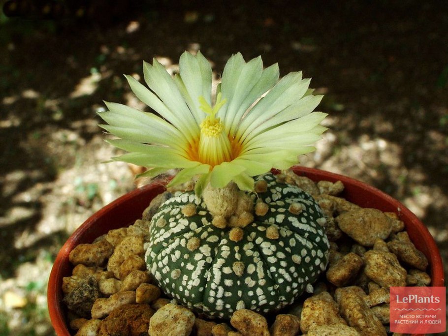Кактус Astrophytum Asterias