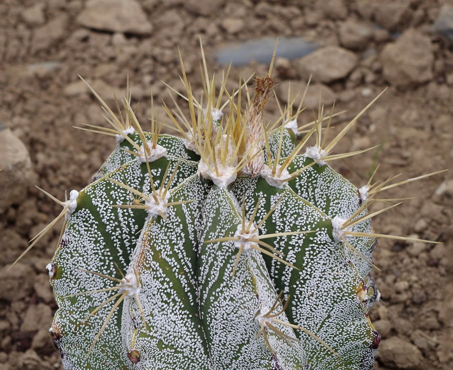 Астрофитум Kiko