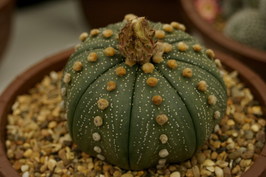 Астрофитум Астериас Astrophytum Asterias