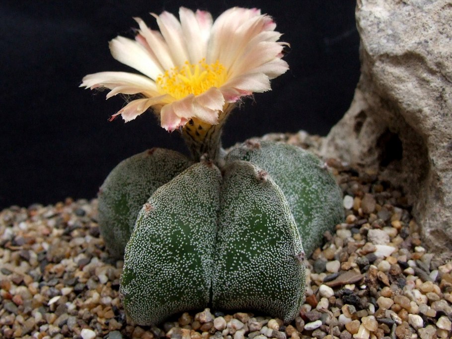 Астрофитум Астериас