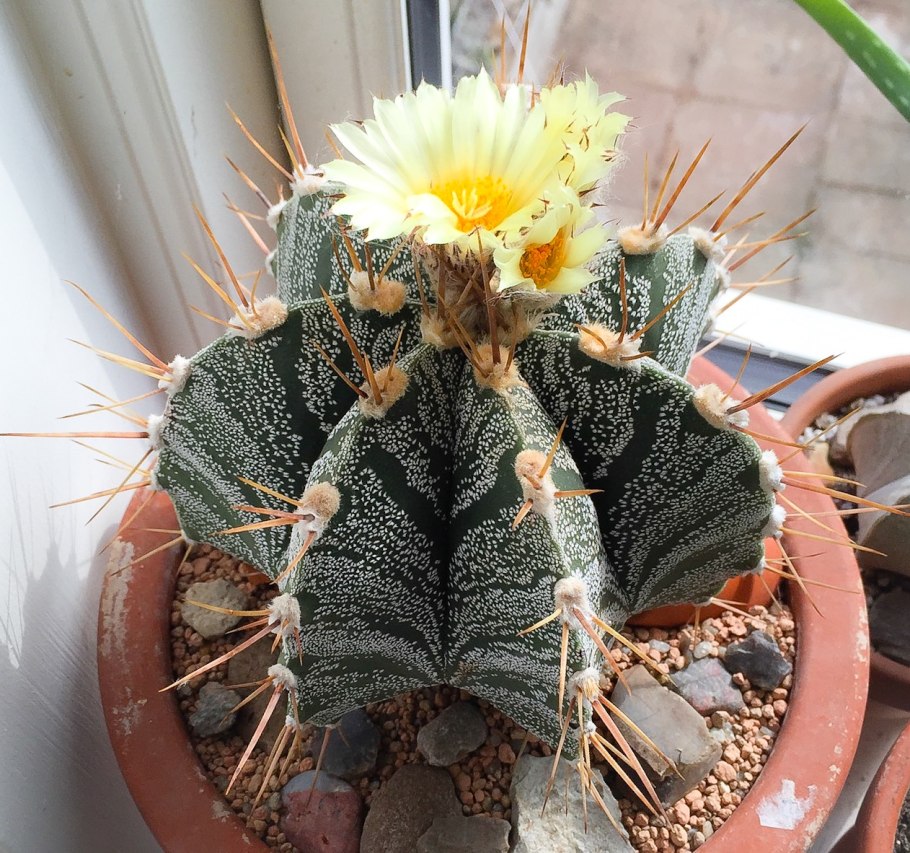 Астрофитум орнатум цветение