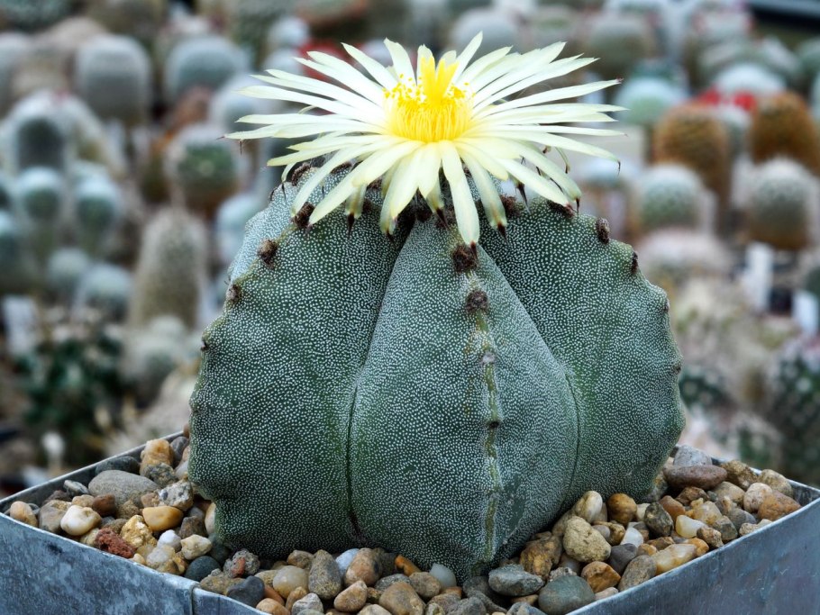 Кактус Astrophytum Asterias