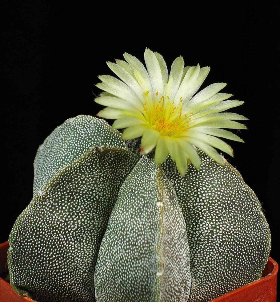 Кактус Astrophytum ornatum