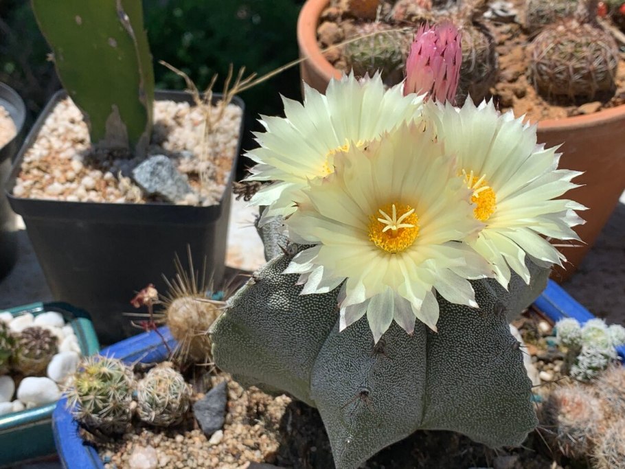 Астрофитум Астериас Astrophytum Asterias