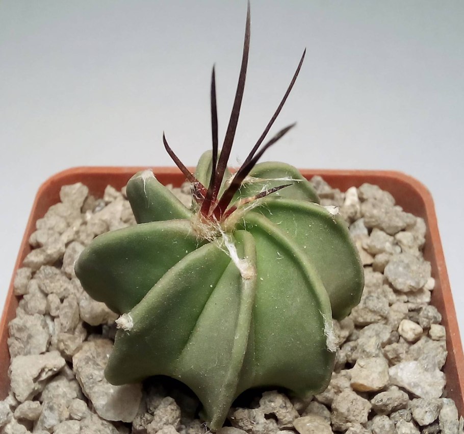 Астрофитум Астериас нудум