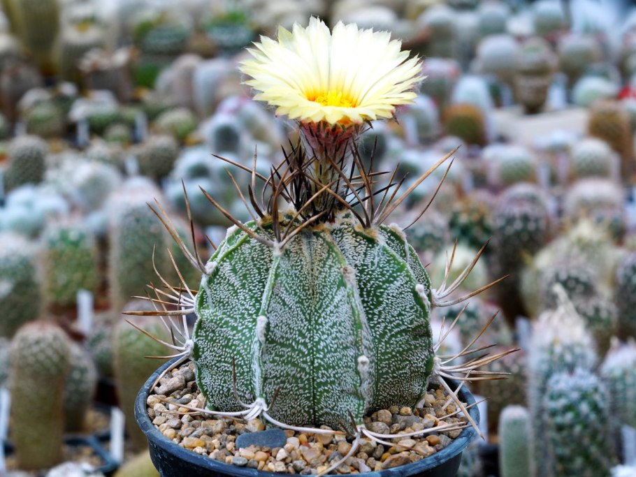 Астрофитум коауиленсе