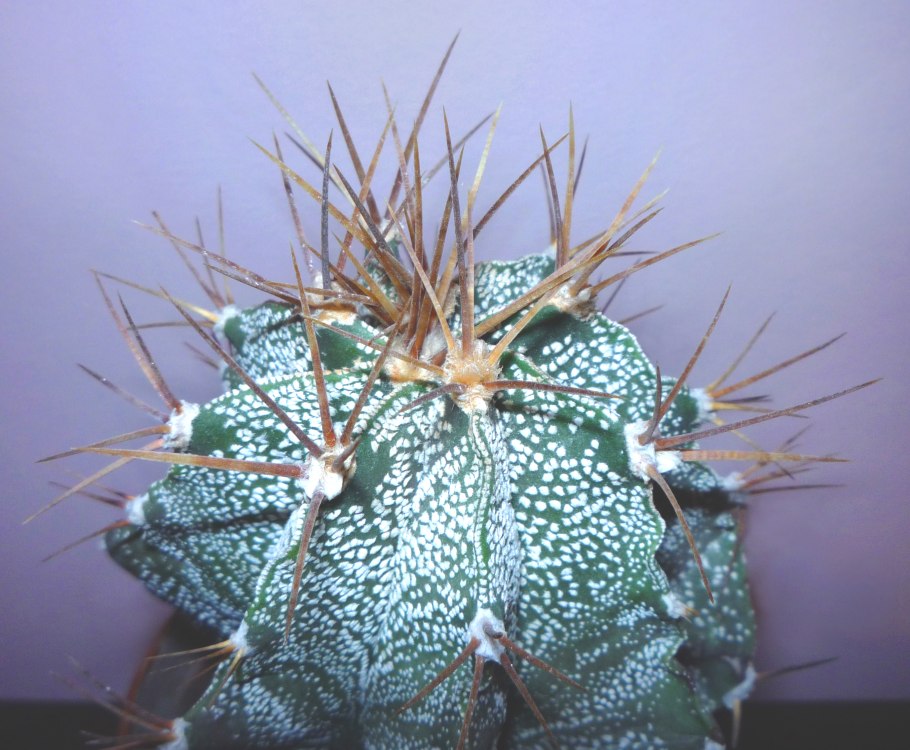 Астрофитум орнатум