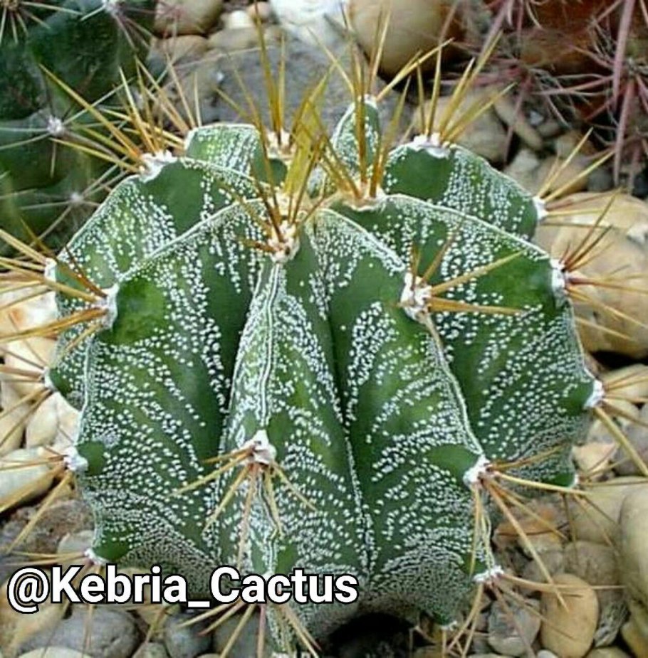 Эхинопсис астрофитум