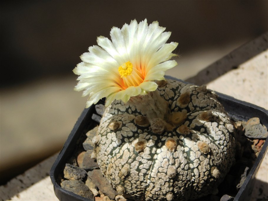 Астрофитум орнатум