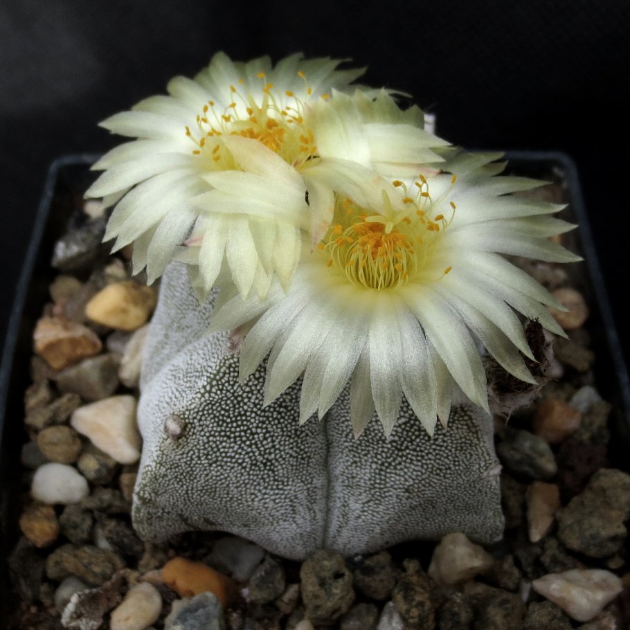 Кактус Astrophytum ornatum