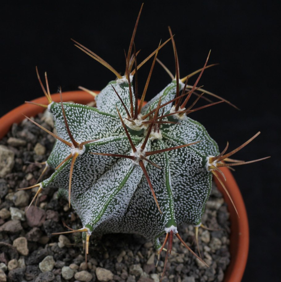 Кактус астрофитум орнатум