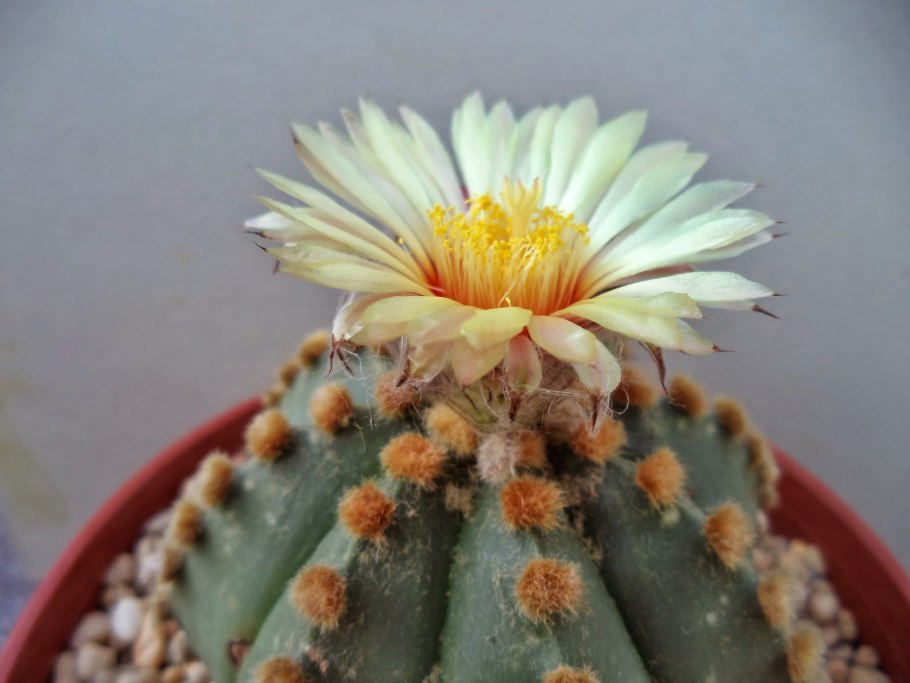 Кактус астрофитум ornatum