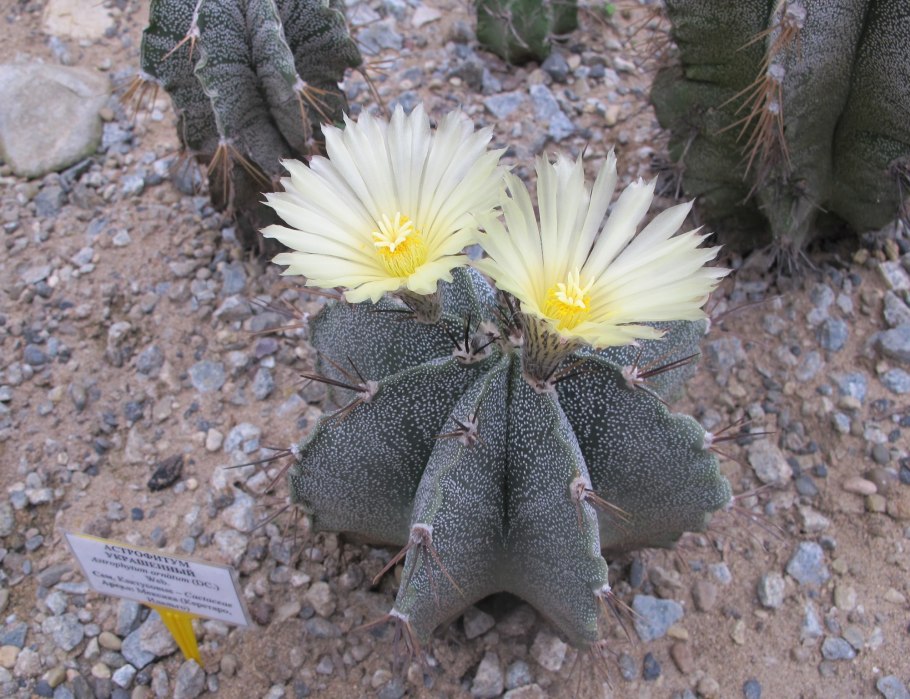 Astrophytum Asterias CV.Superkabuto