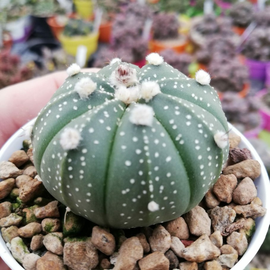 Астрофитум крапчатый