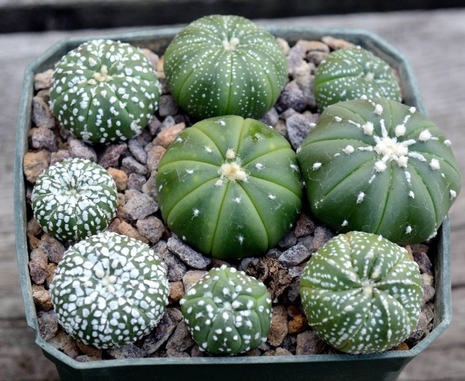 Astrophytum ornatum v.glabrescens