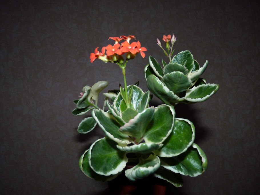 Каланхоэ Блоссфельда вариегатное