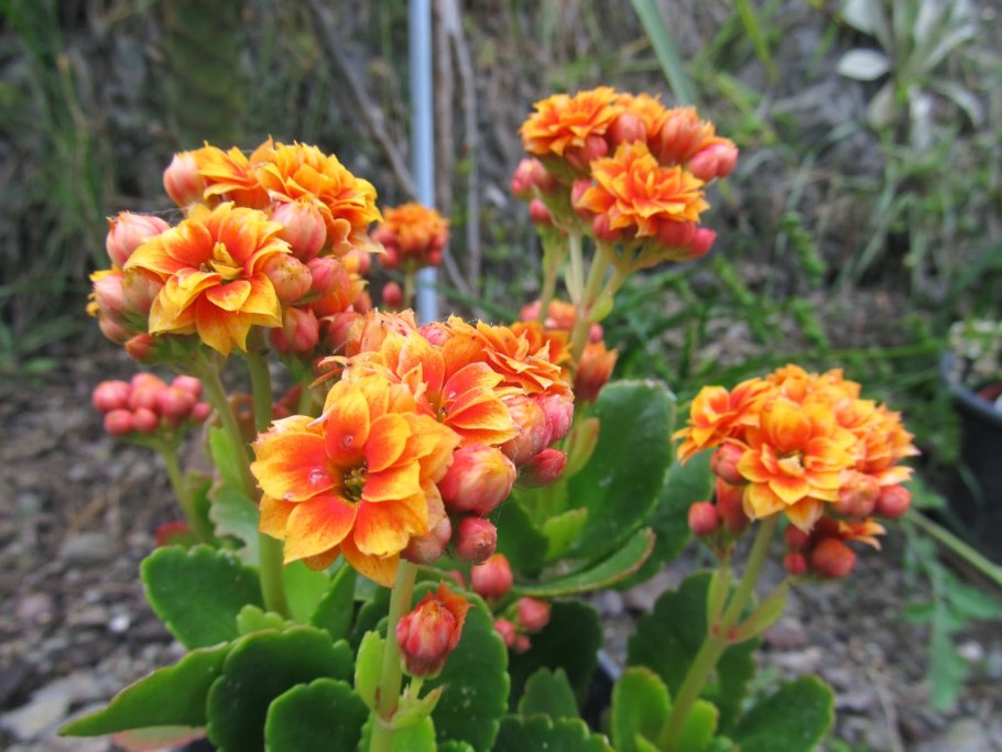 Каланхоэ Блоссфельда Аврора