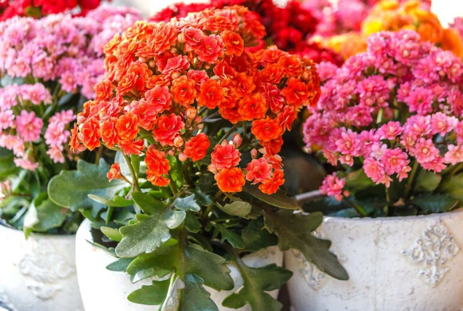 Блоссфельда (Kalanchoe blossfeldiana)