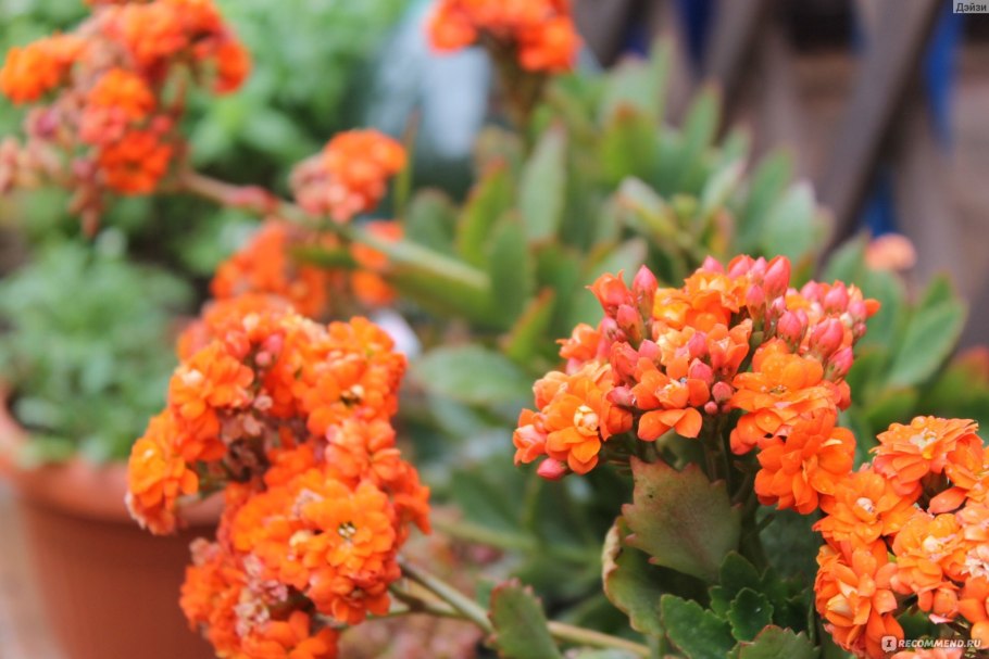 Каланхоэ Блоссфельда (Kalanchoe blossfeldiana)