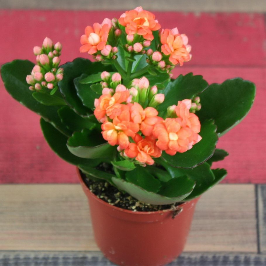 Блоссфельда blossfeldiana