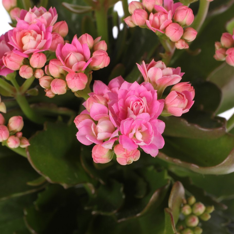 Каланхоэ Блоссфельда белая