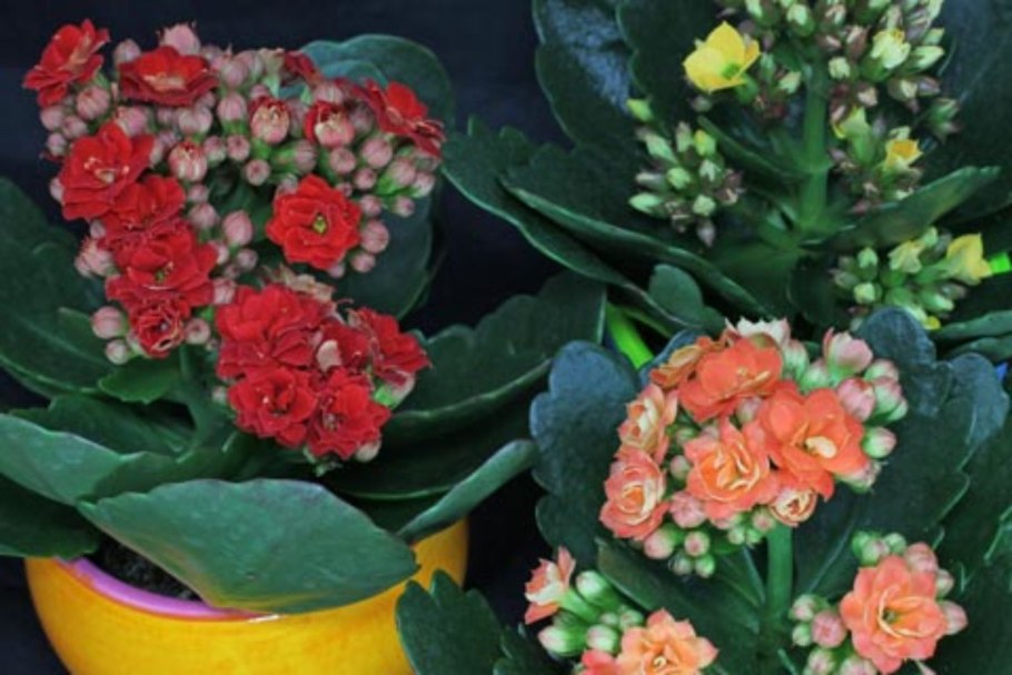 Каланхоэ blossfeldiana