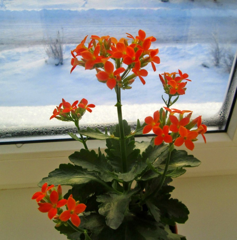 Каланхоэ Блоссфельда оранжевый