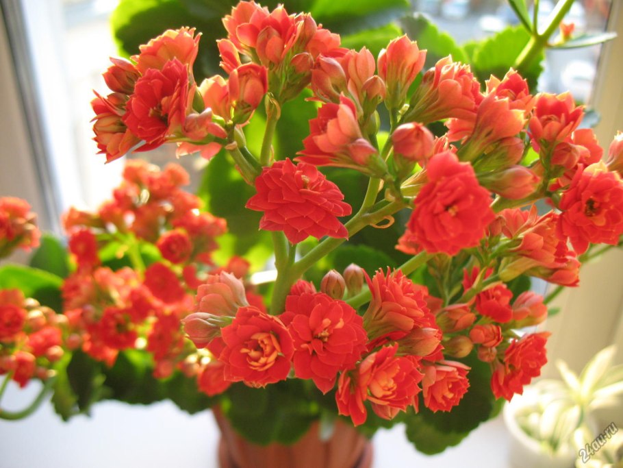 Каланхоэ Блоссфельда (Kalanchoe blossfeldiana)