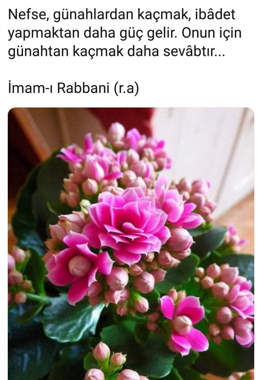 Блоссфельда каландива