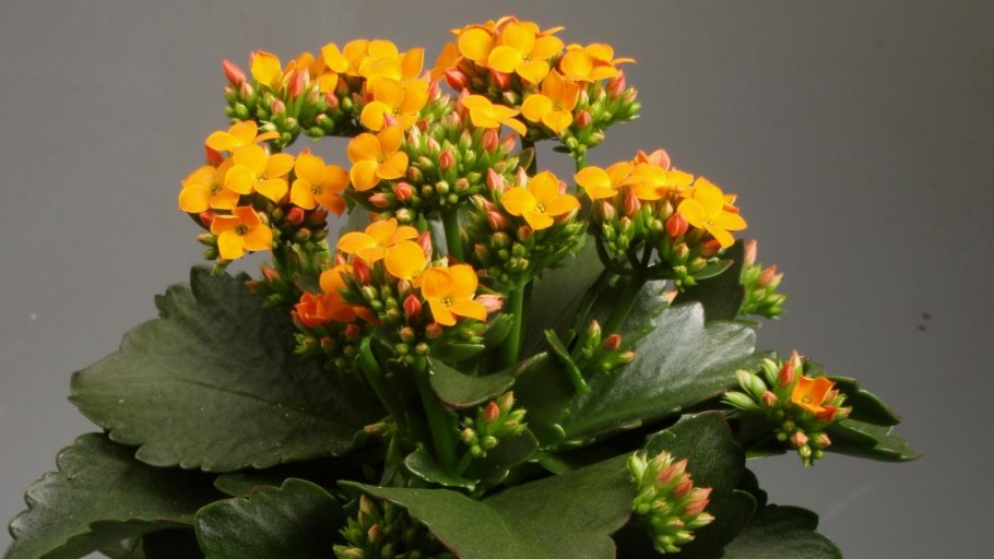 Каланхоэ Блоссфельда каландива