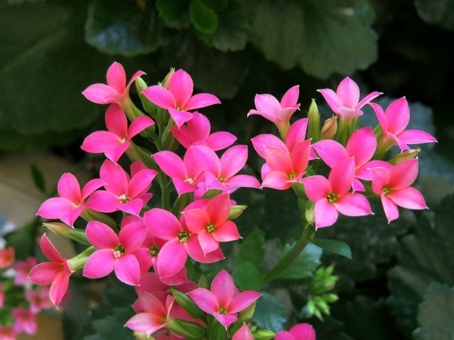 Каланхоэ Блоссфельда Аврора