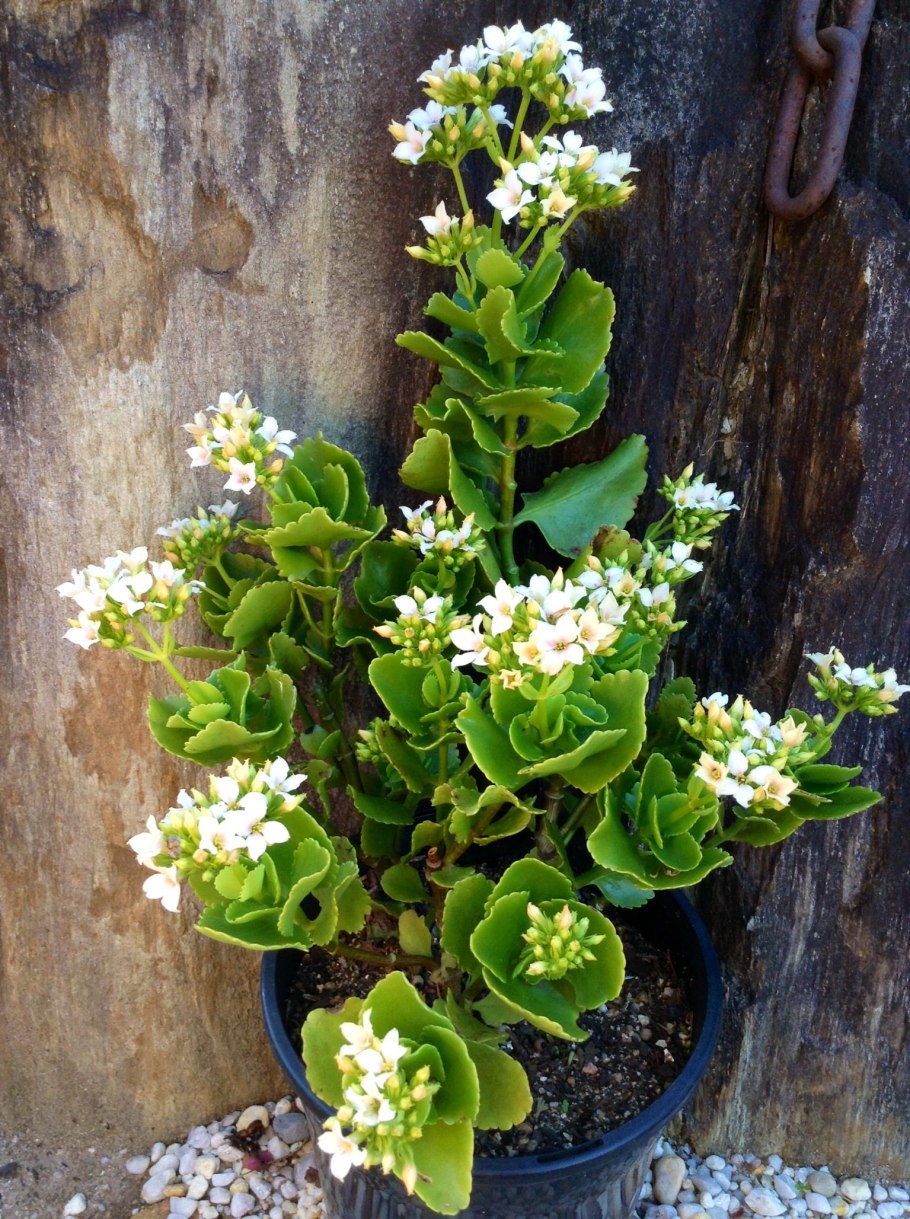 Каланхоэ Блоссфельда оранж Триумф